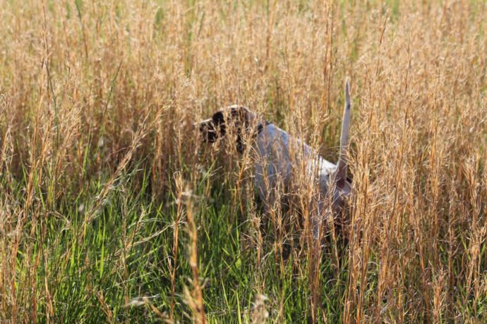 Page 4/4 - Upland Bird Dogs