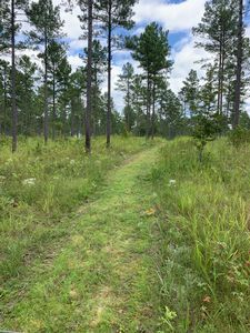 upland hunts