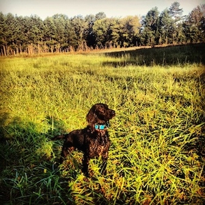 upland hunts